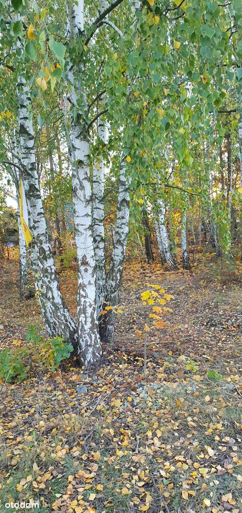 Działka narożna w spokojnej okolicy. Blisko szkoły, przedszkola i lasu - Pełny obrazek: 3/9