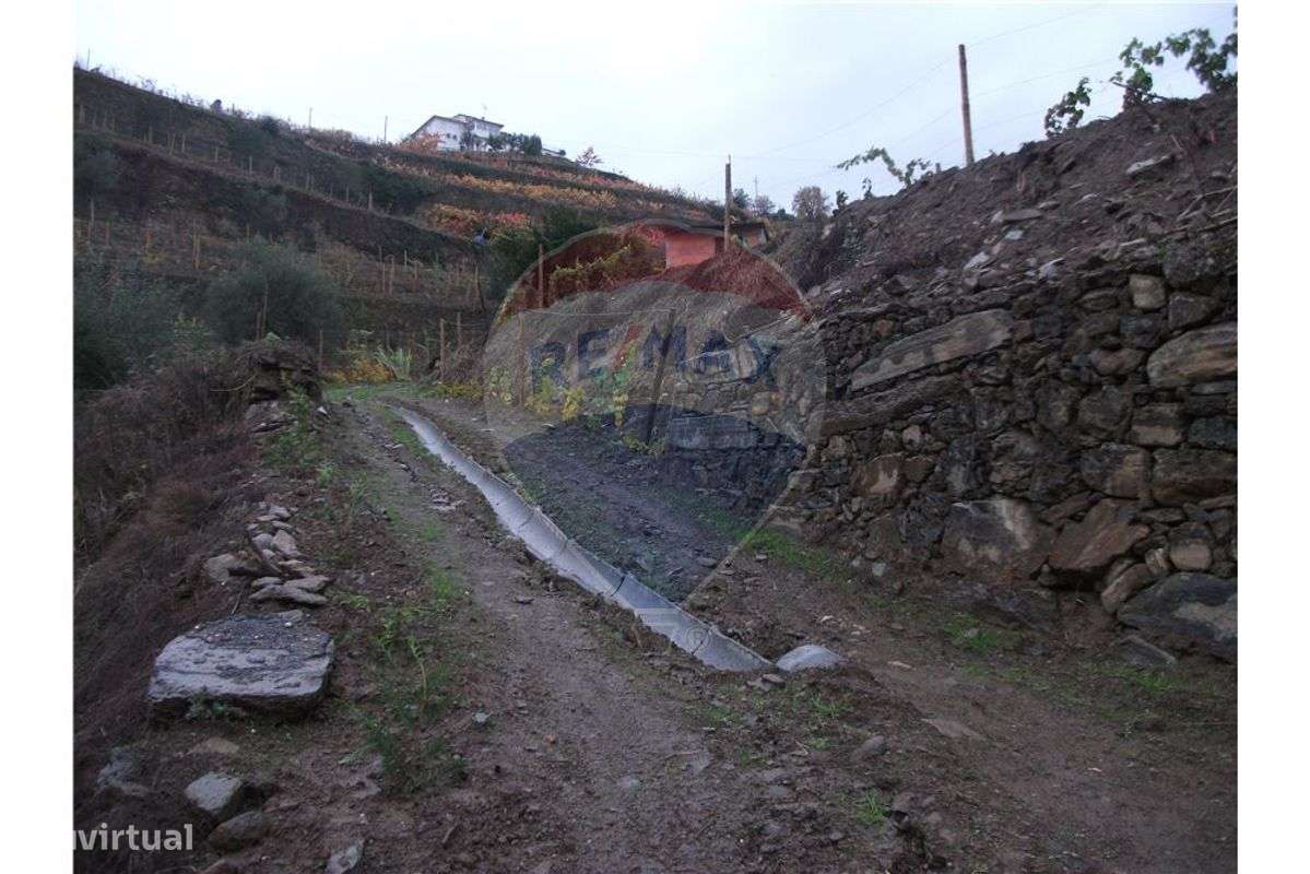 Terreno com vinha nova, campo e pomar - Grande imagem: 4/16