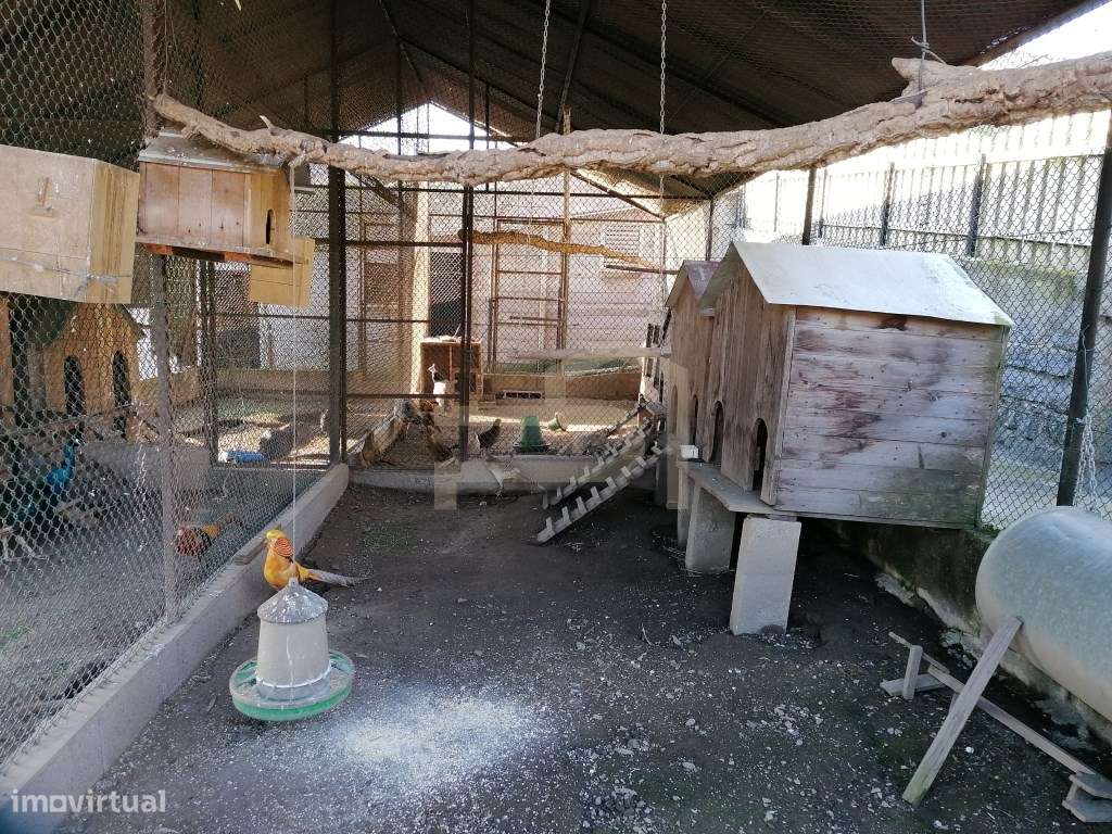 Terreno com 2.430 m² e Ruína em Ribeirão-17