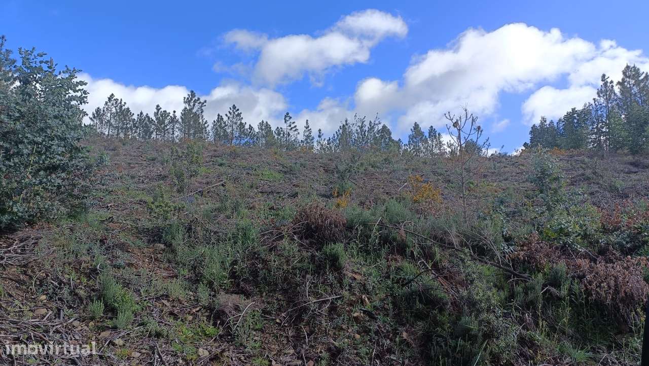 Terreno Pinhal - Covão de Trigo - Grande imagem: 2/4