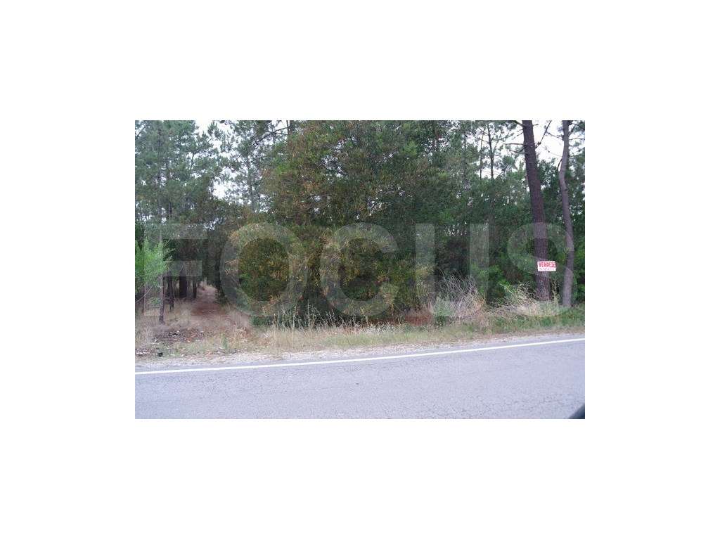 Terreno a pinhal para venda - Grande imagem: 5/6