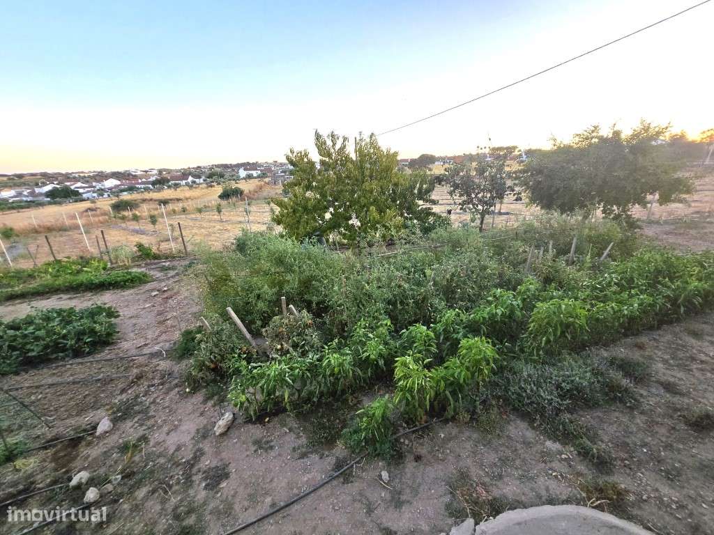 Quintinha de 12.315 m² com Monte T3, Olival, Horta e Árvores de Fruto - Grande imagem: 5/52