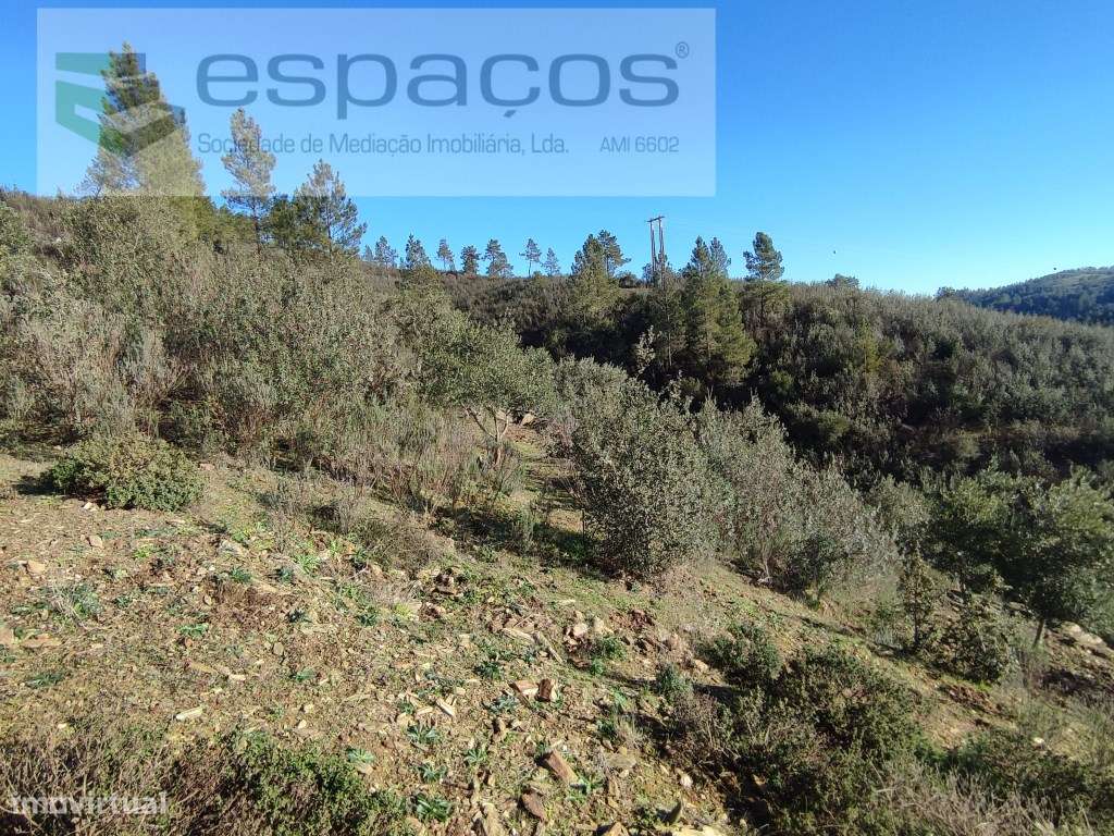 Olival com vista para o rio - Vilares de Cima - Grande imagem: 5/9