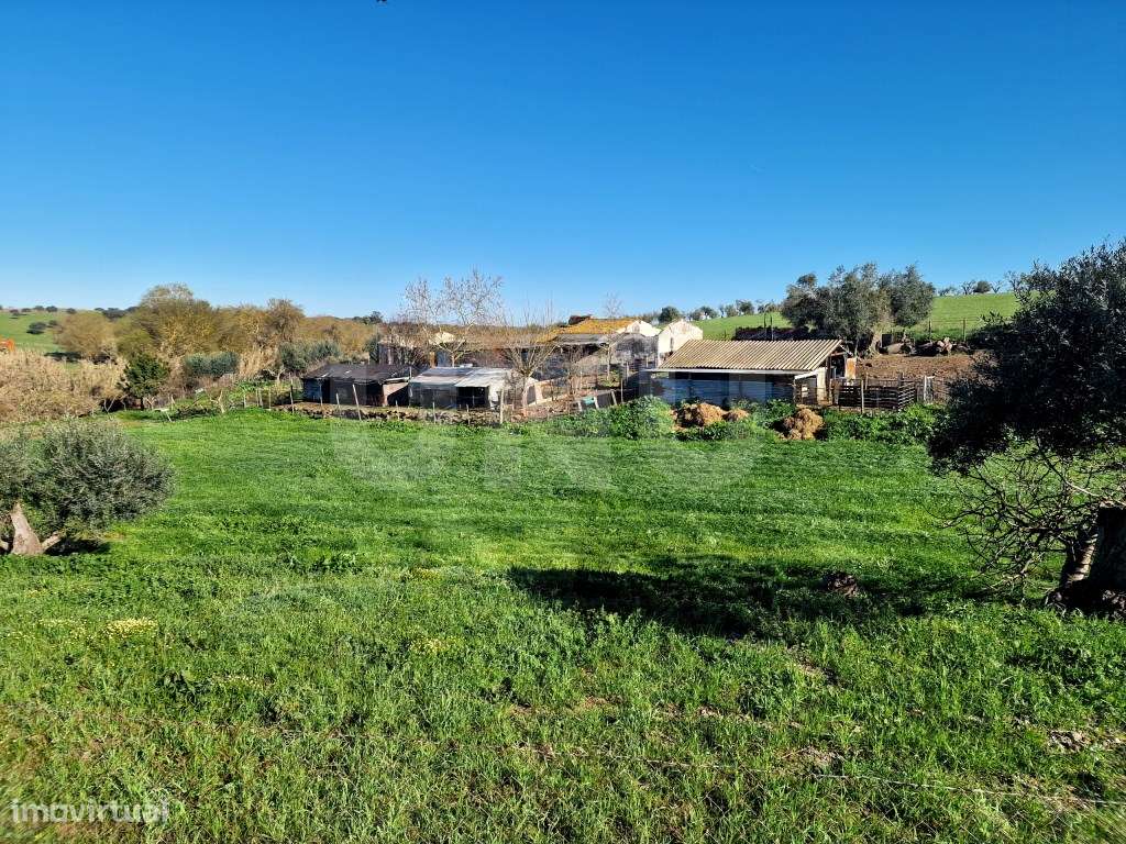 Quinta Alentejana com Ruína, Olival e Nascente - Grande imagem: 5/27