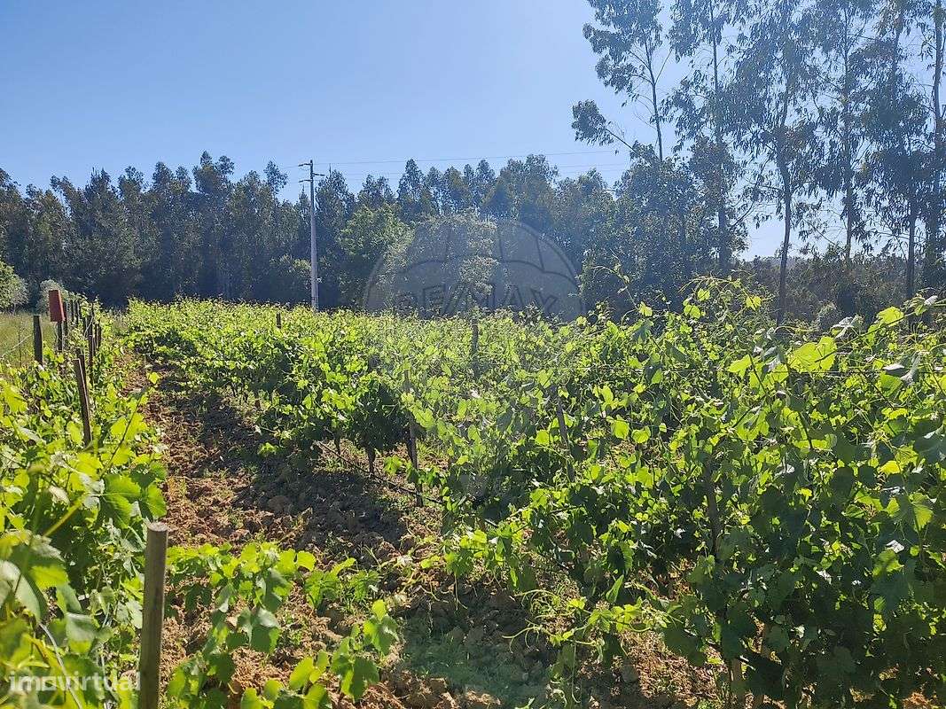 Quinta  para venda-5