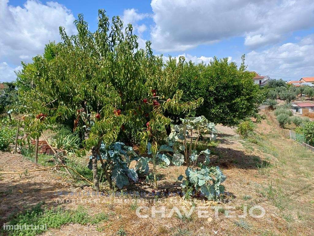 Moradia de Campo com Terreno, Furo de Água e Olival-40