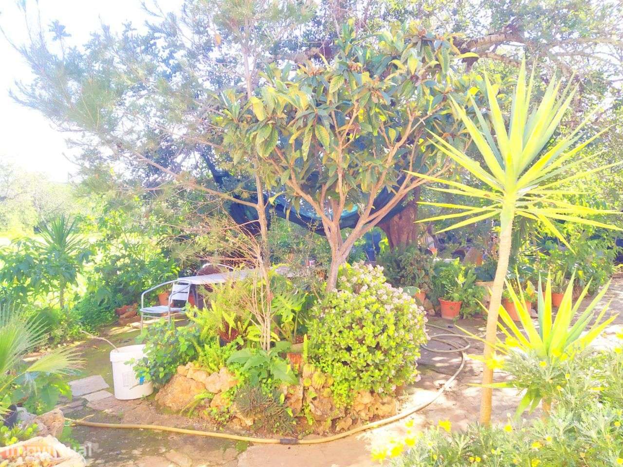 Moradia T3 C/ 813M2 Terreno - Grande imagem: 5/24