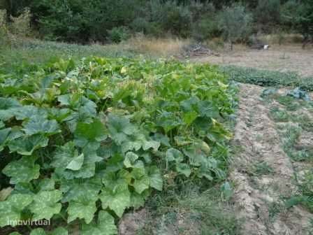 Terreno agrícola 2,4 hectares à beira da estrada - Grande imagem: 5/11