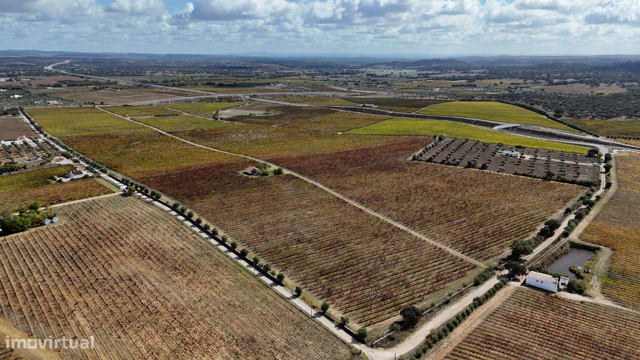HERDADE | VINHA | OLIVAL | PARA VENDA | ALENTEJO-5