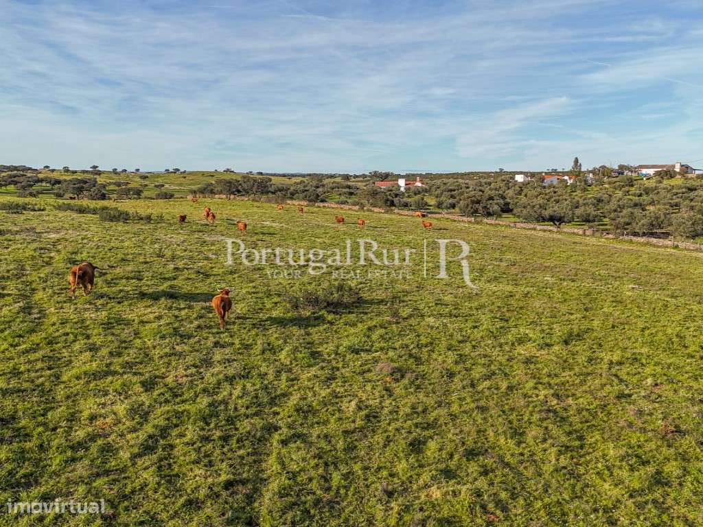 Herdade de 23 hectares com construções rurais - Grande imagem: 2/19