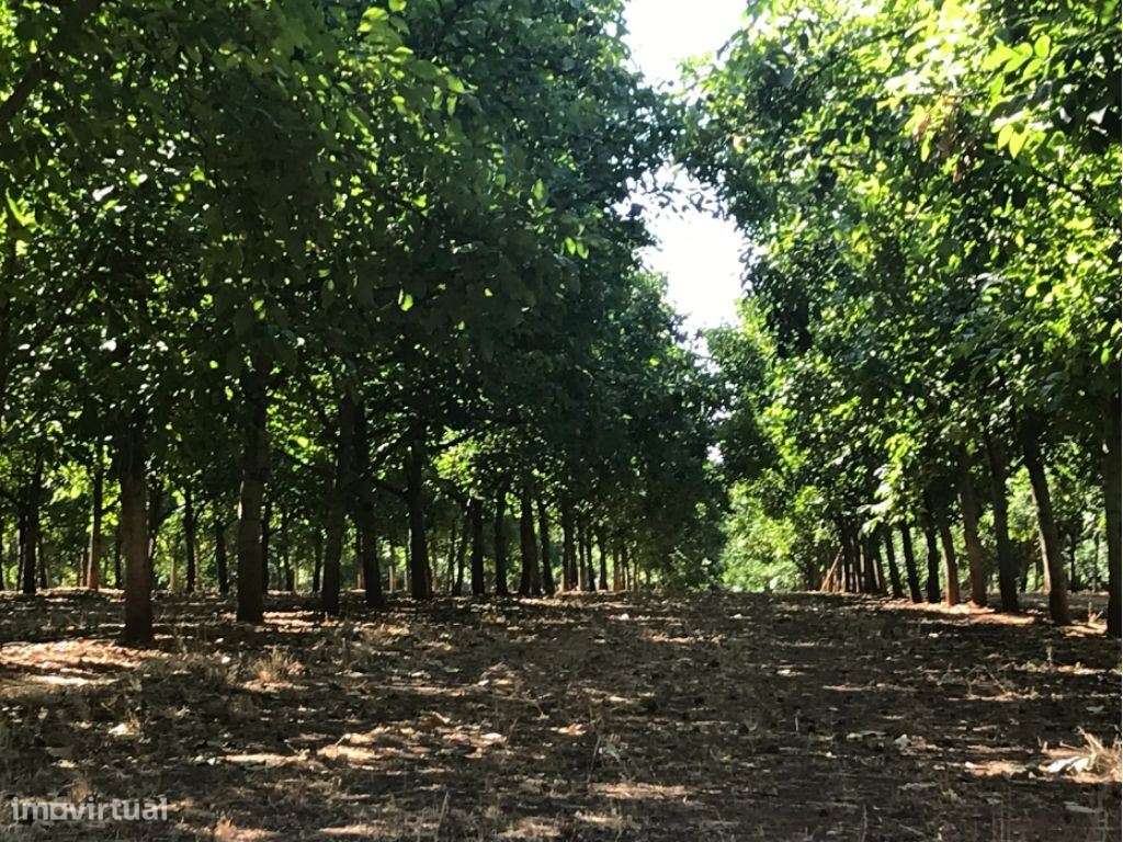 Estremoz Évora herdade 5ha projeto aprovado hotel Rural 4*e nogueir...-9