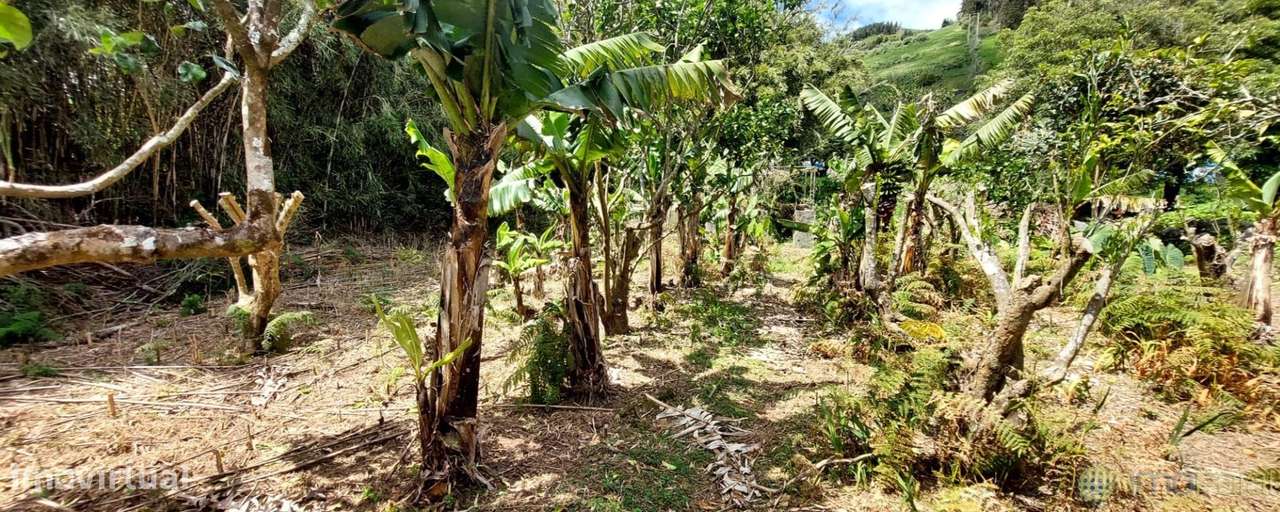 T3 c/Marquise| Flamengos-37