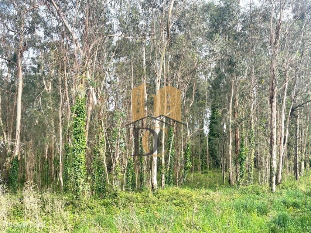 Terreno Rústico nas Carvalhas