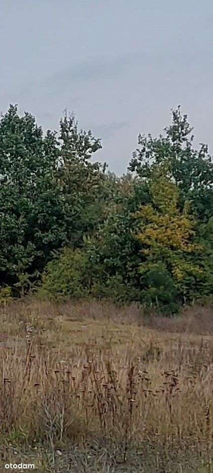 Malownicza działka rolna w pobliżu jeziora-6
