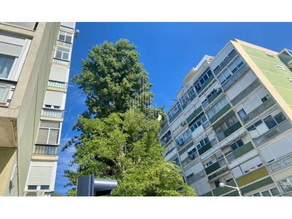 Apartamento T3 Benfica | Lisboa - Grande imagem: 3/21