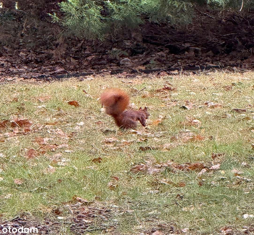 Piękna działka w Komorowie  - ogrodzona, wszystkie media-2