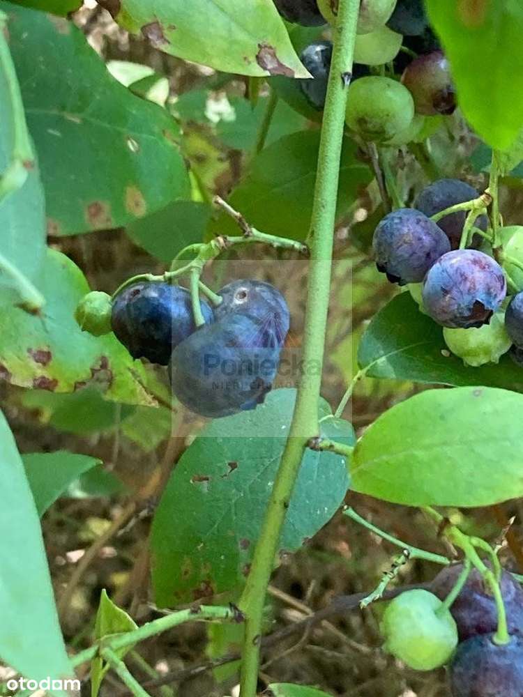 Działka Budowlana_930m2_Strzeniówka_20min Warszawa - Pełny obrazek: 5/5