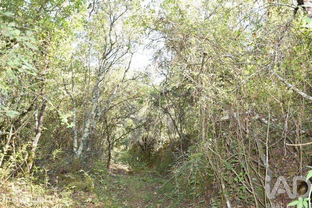 Terreno em Areias e Pias de 7520,00 m2 - Grande imagem: 2/23