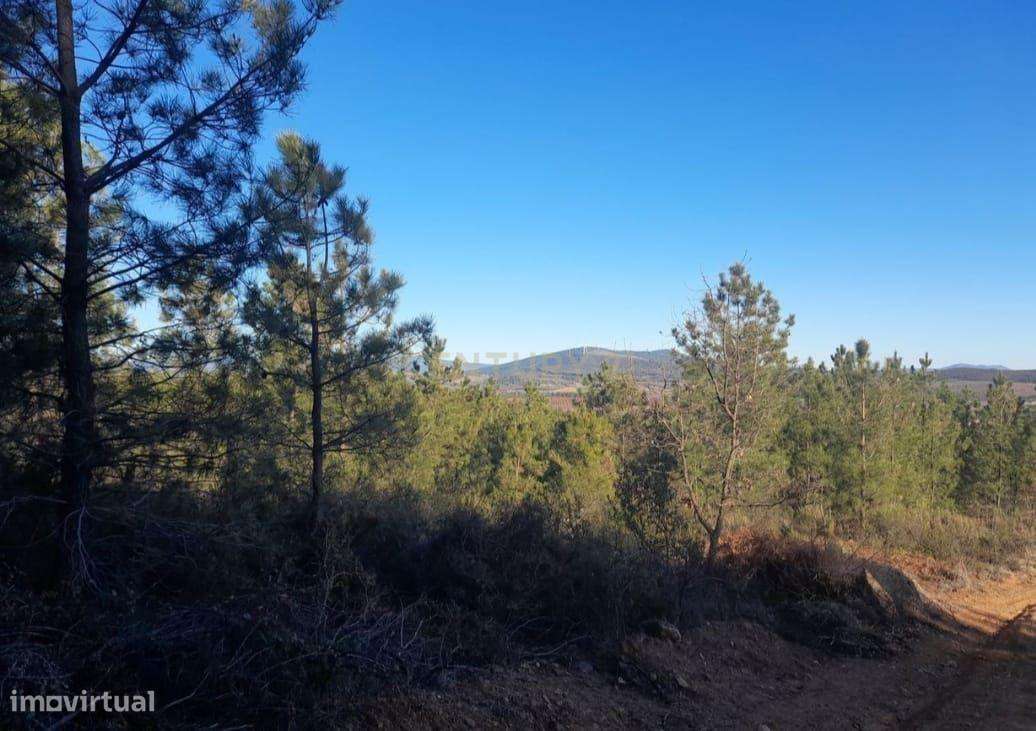 Terreno Agrícola 12Ha em Capinha, Fundão-8