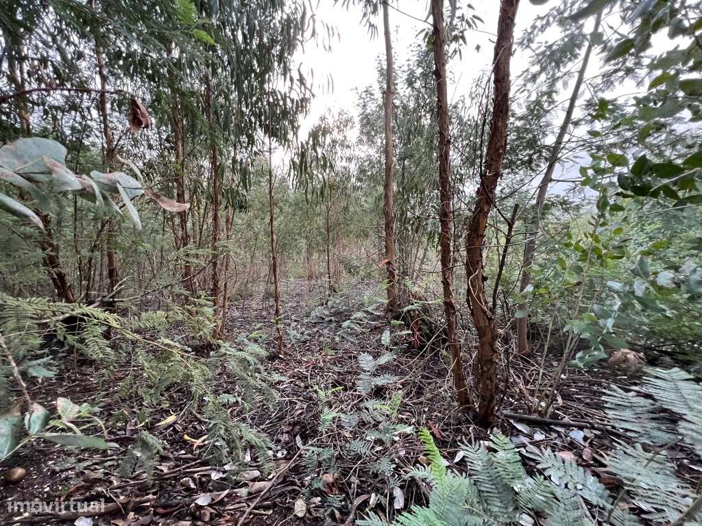 Terreno para construção em São Martinho do Bispo na zona do Avial - Grande imagem: 5/6