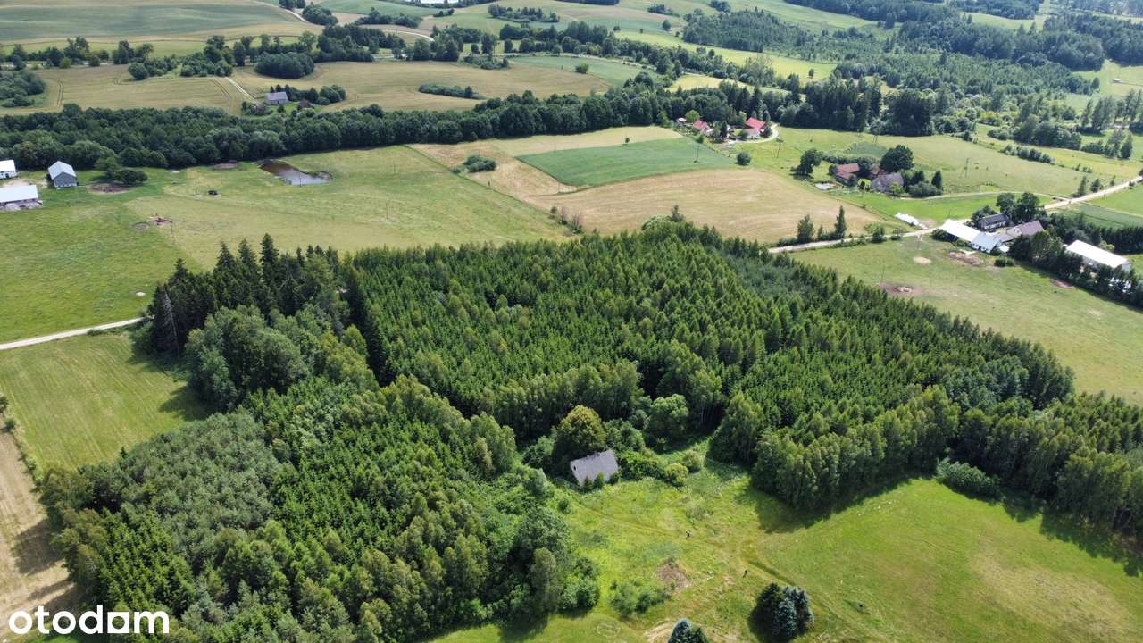 Dubeninki - unikatowe siedlisko w lesie - 11 ha - Pełny obrazek: 5/10