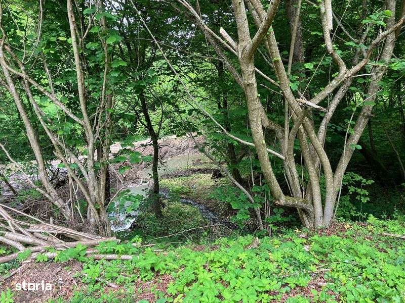 De vanzare Poienita - Imagine principală: 5/5