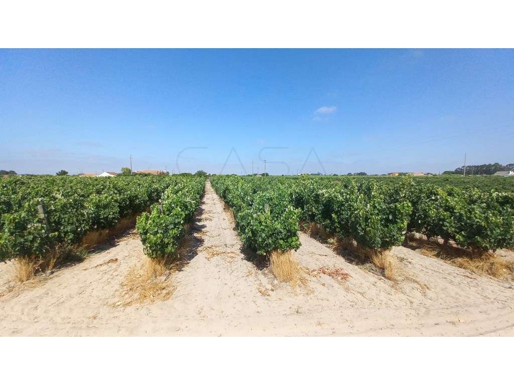 Herdade vinhateira próxima de Setúbal-13