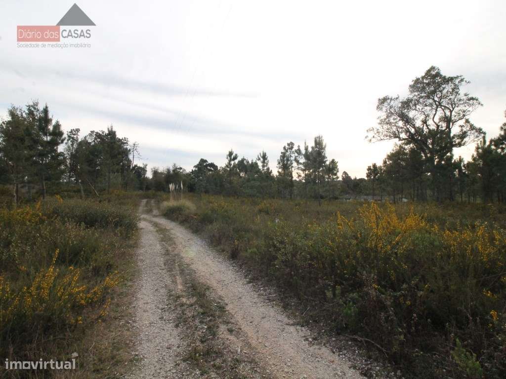 Terreno para construção em S. Martinho de Árvore - Grande imagem: 5/7