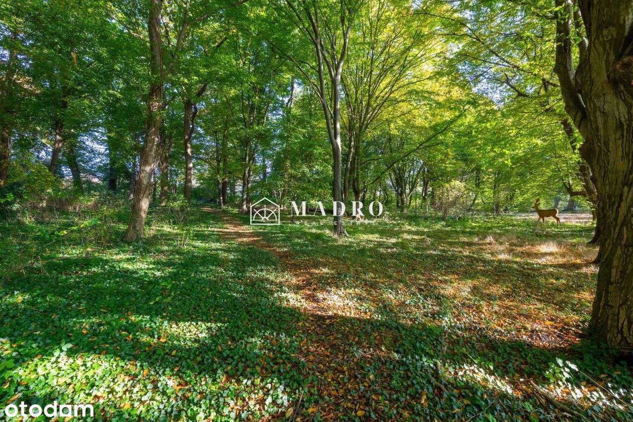 Dworek z prywatnym lasem, pomostem i stawem-5