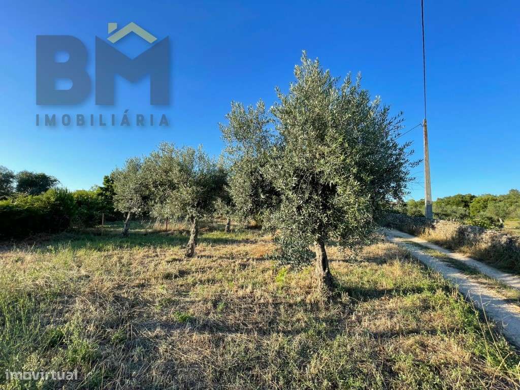Terreno com árvores de fruto e oliveiras em Freixial do Campo! - Grande imagem: 3/13
