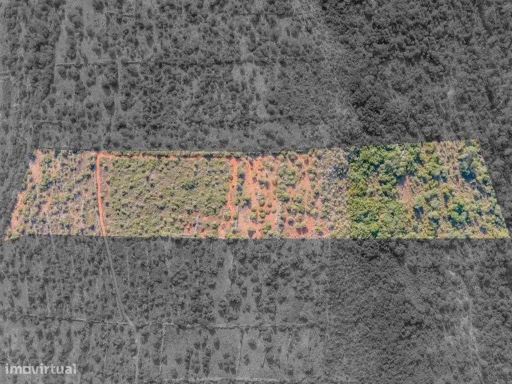 Terreno rústico com 3,8 hectares, S.B.Messines - Grande imagem: 2/8