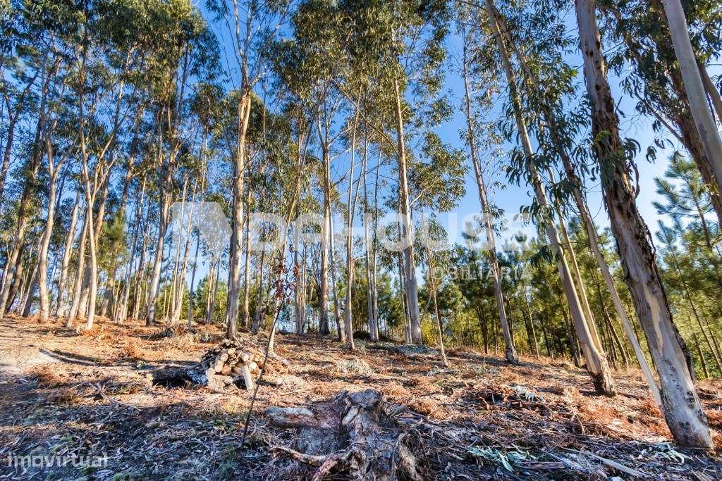 Terreno Junto a Barragem do Ermal - Grande imagem: 2/13