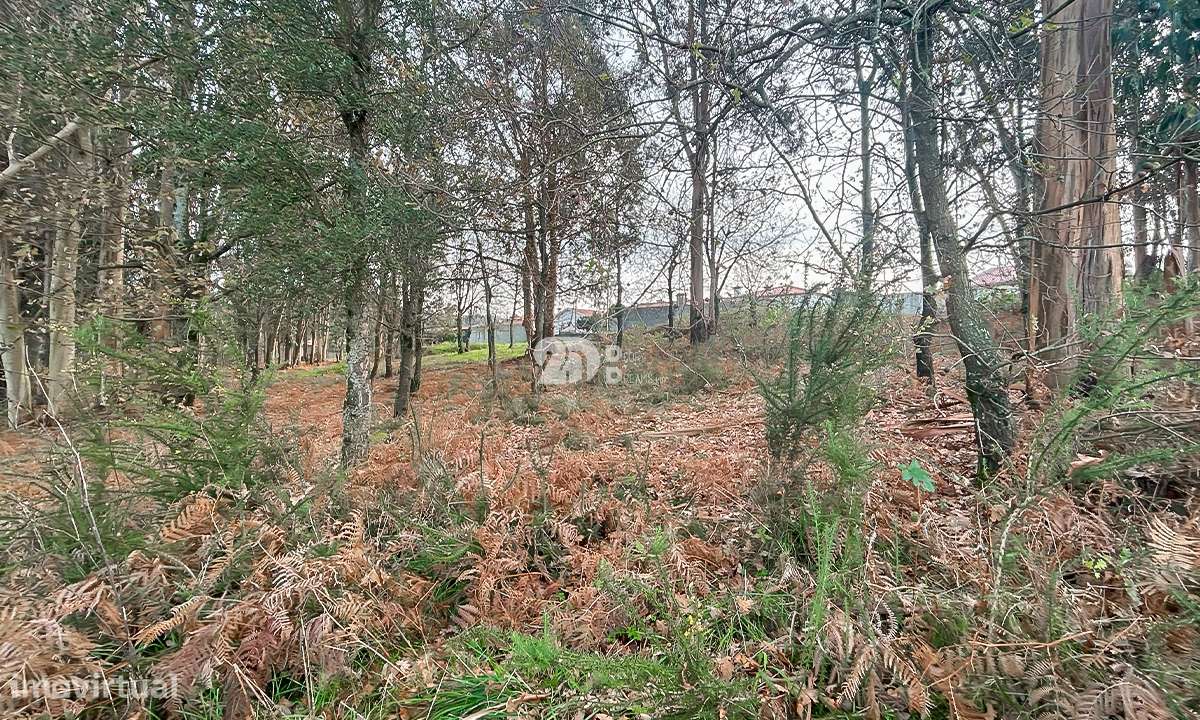 Terreno 4.800m² - Louro - Grande imagem: 5/12