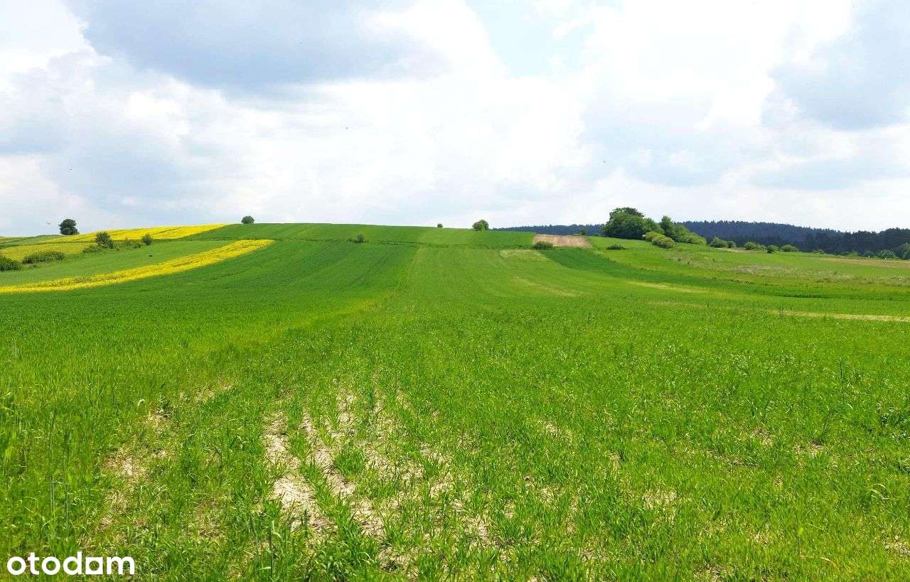 działki rolne i leśna, Żurawnica, gm. Zwierzyniec - Pełny obrazek: 5/17