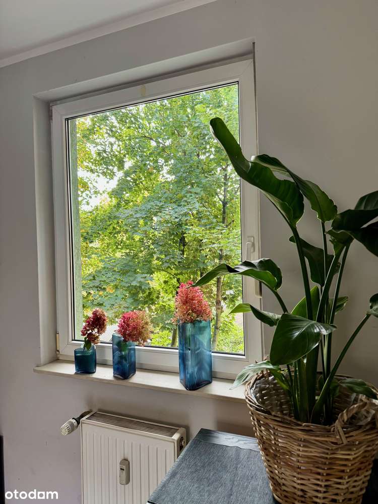 Nowość, Szamarzewskiego 2 pokoje-11