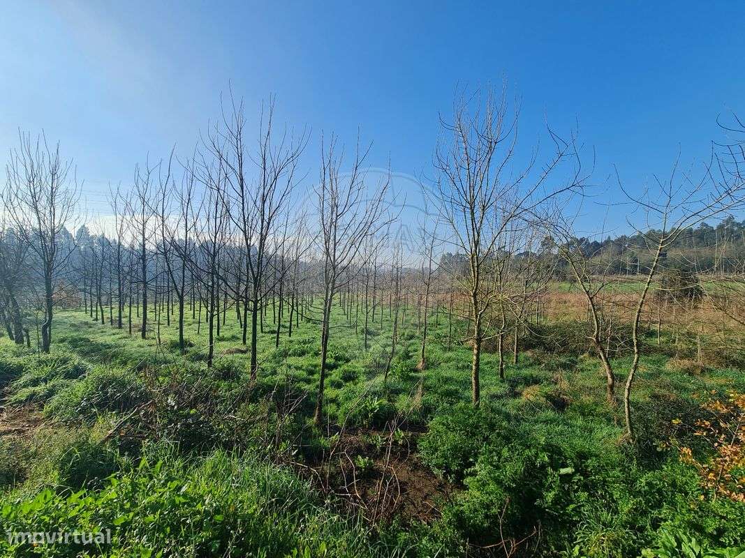 Terreno  para venda - Grande imagem: 5/6