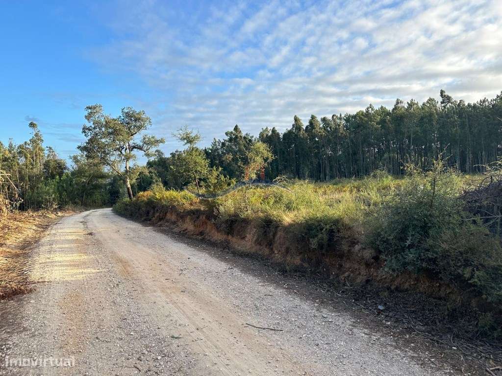 Terreno Florestal - Serra Porto de Urso. - Grande imagem: 5/21