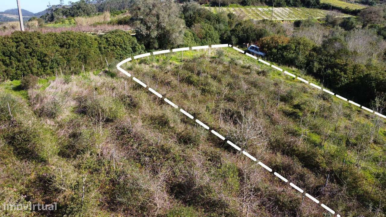 Terreno Agrícola com Vinha 4562 m² – Chanca, Sobral da Abelheira - Grande imagem: 5/8