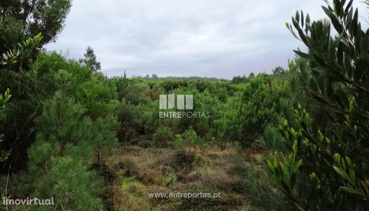 Venda de terreno agrícola, Chafé, Viana do Castelo