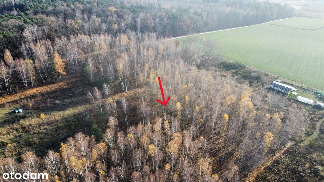 Działka budowlana pod lasem | Prąd i wodociąg-5