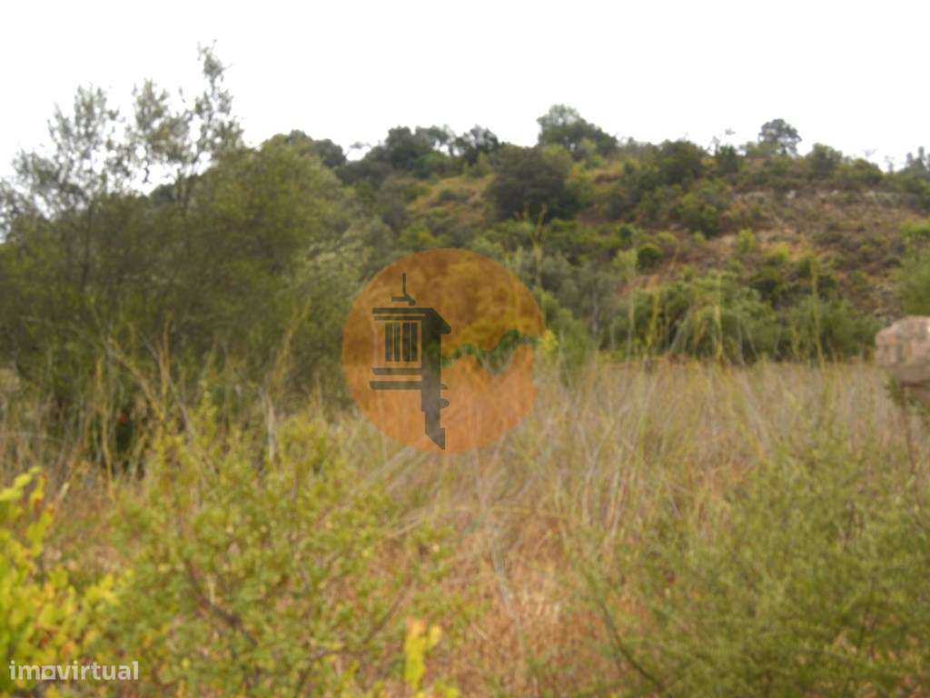 Terreno rústico com árvores de sequeiro - Grande imagem: 2/9