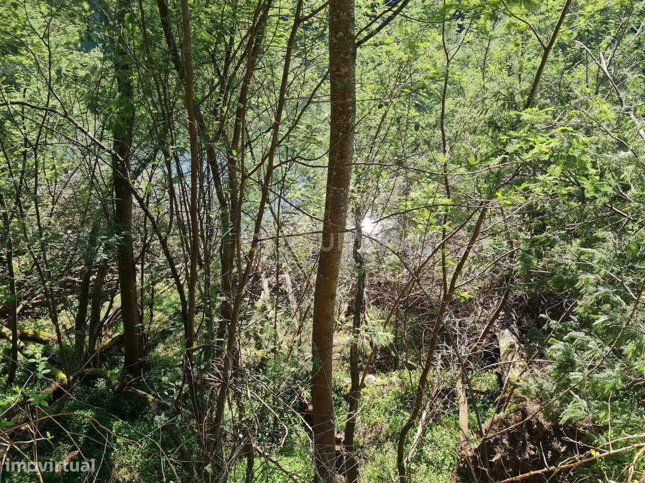 Quinta das Fontainhas, Rio de Moinhos, Penafiel-14