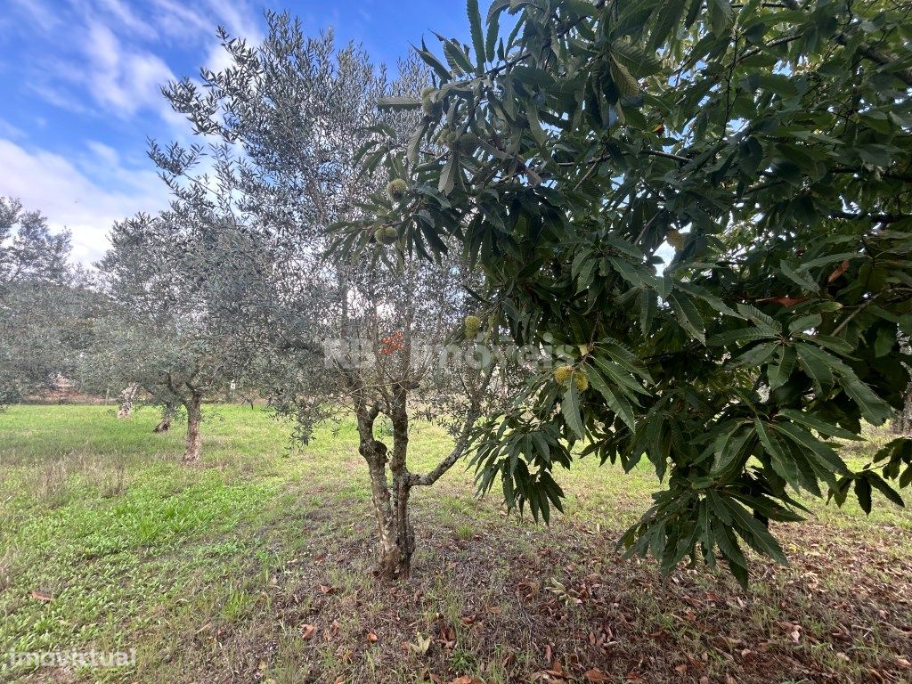 2 Terrenos Rústicos com PDM - Carril, Ferreira do Zêzere - Grande imagem: 1/15