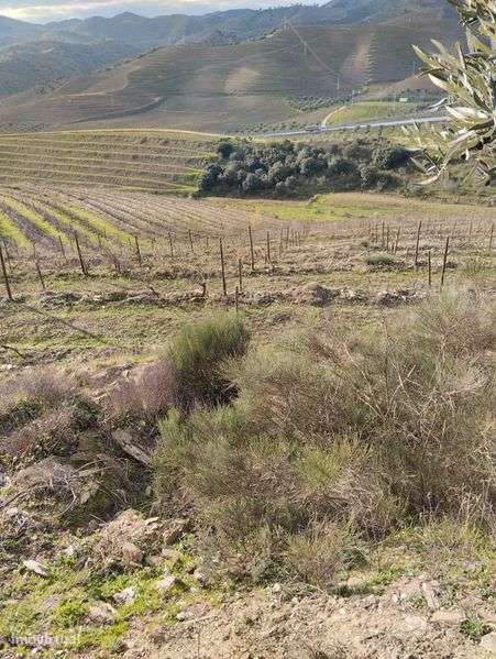 Vendo terreno com plantação de vinhas e amendoal - Muxagata - Grande imagem: 4/12