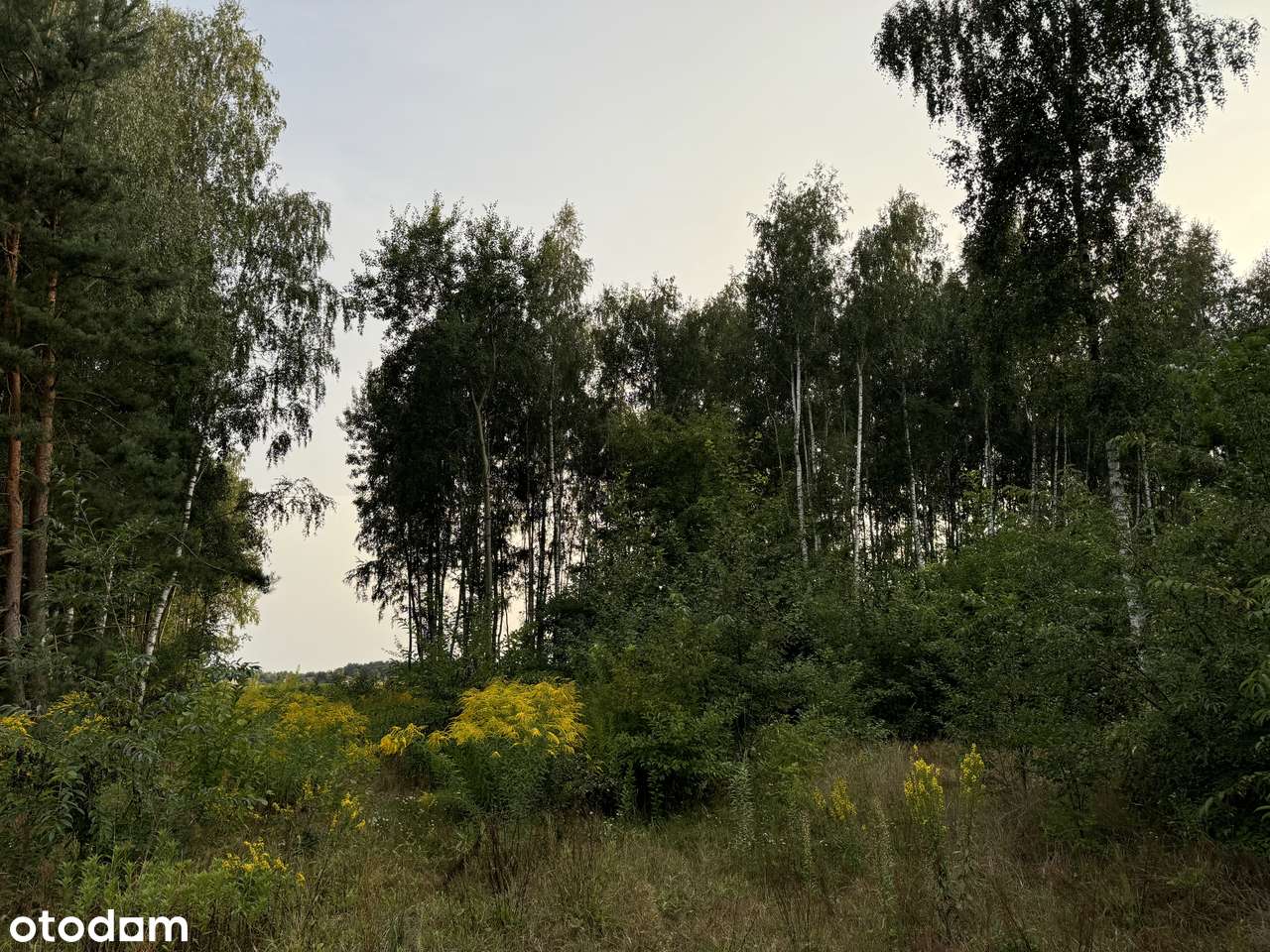 Działka budowlana pod lasem | Prąd i wodociąg - Pełny obrazek: 5/6