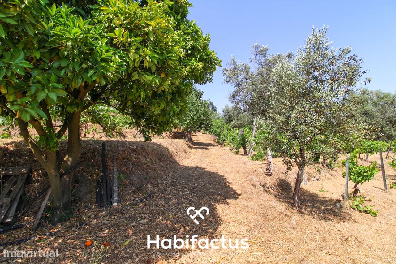 Quinta com Vinha e Potencial de Habitação em Sabugosa – Tondela - Grande imagem: 4/27