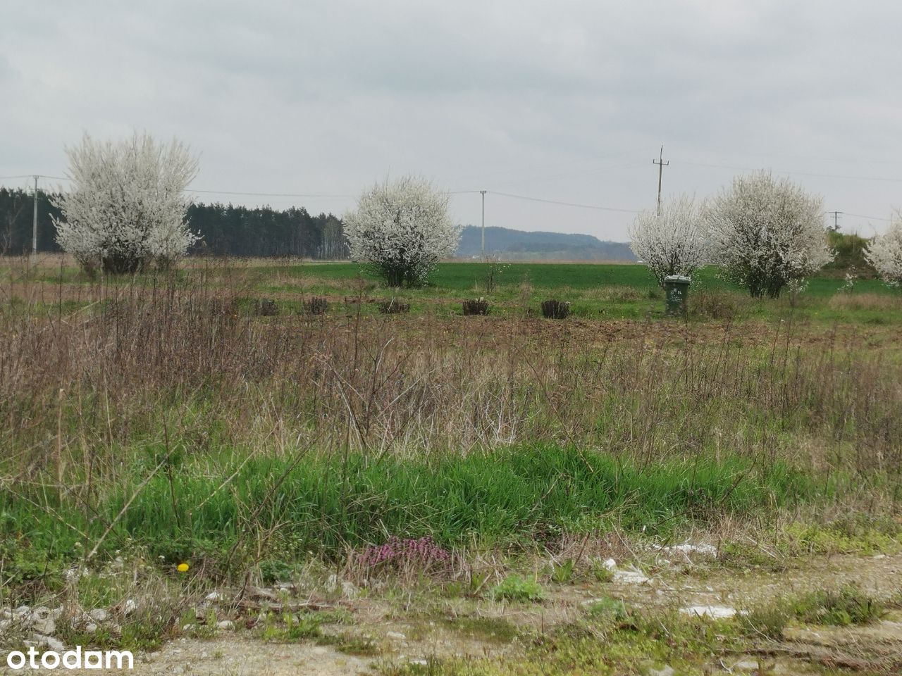 Działka z warunkami zabudowy- bliźniaki Czarnowo