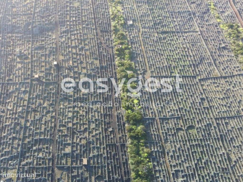 Vinha na zona costeira do Lajido da Criação Velha na ilha do Pico - Grande imagem: 5/19