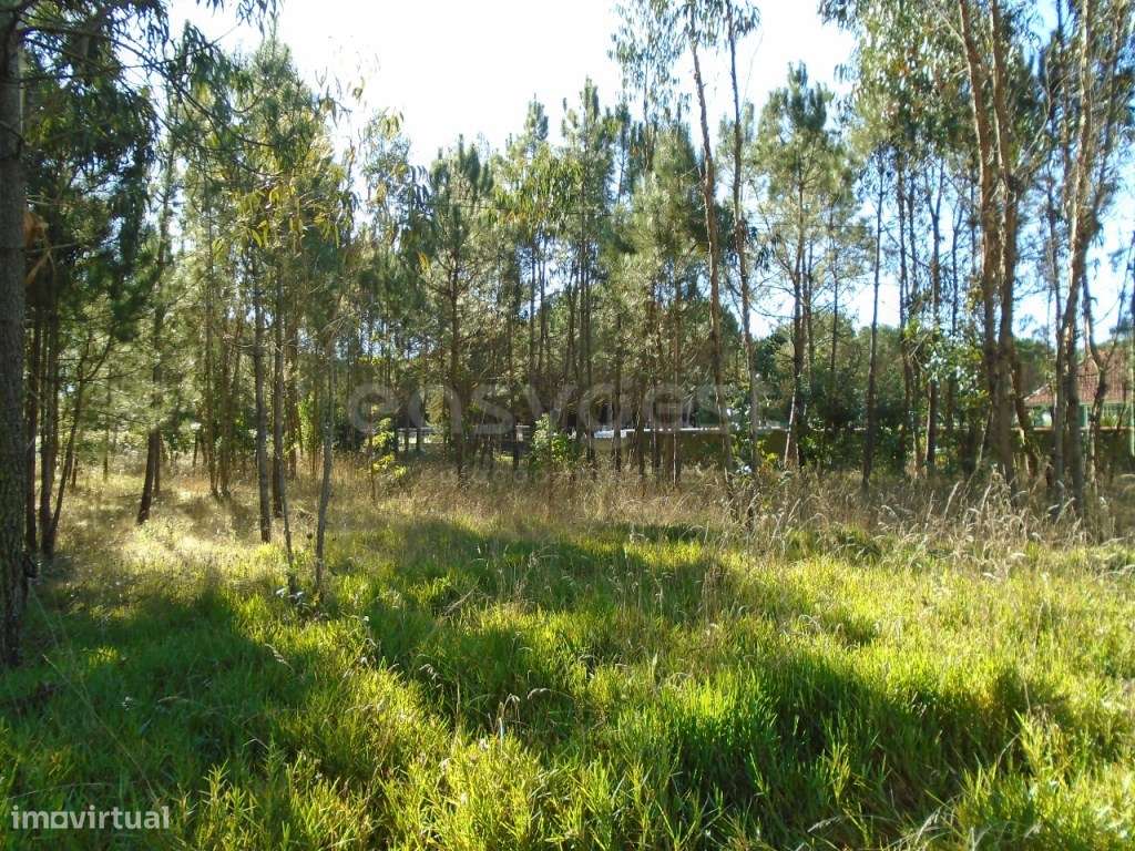 Terreno com 1493 m2 para Construção de Moradia em Burinhosa Pataias - Grande imagem: 4/13