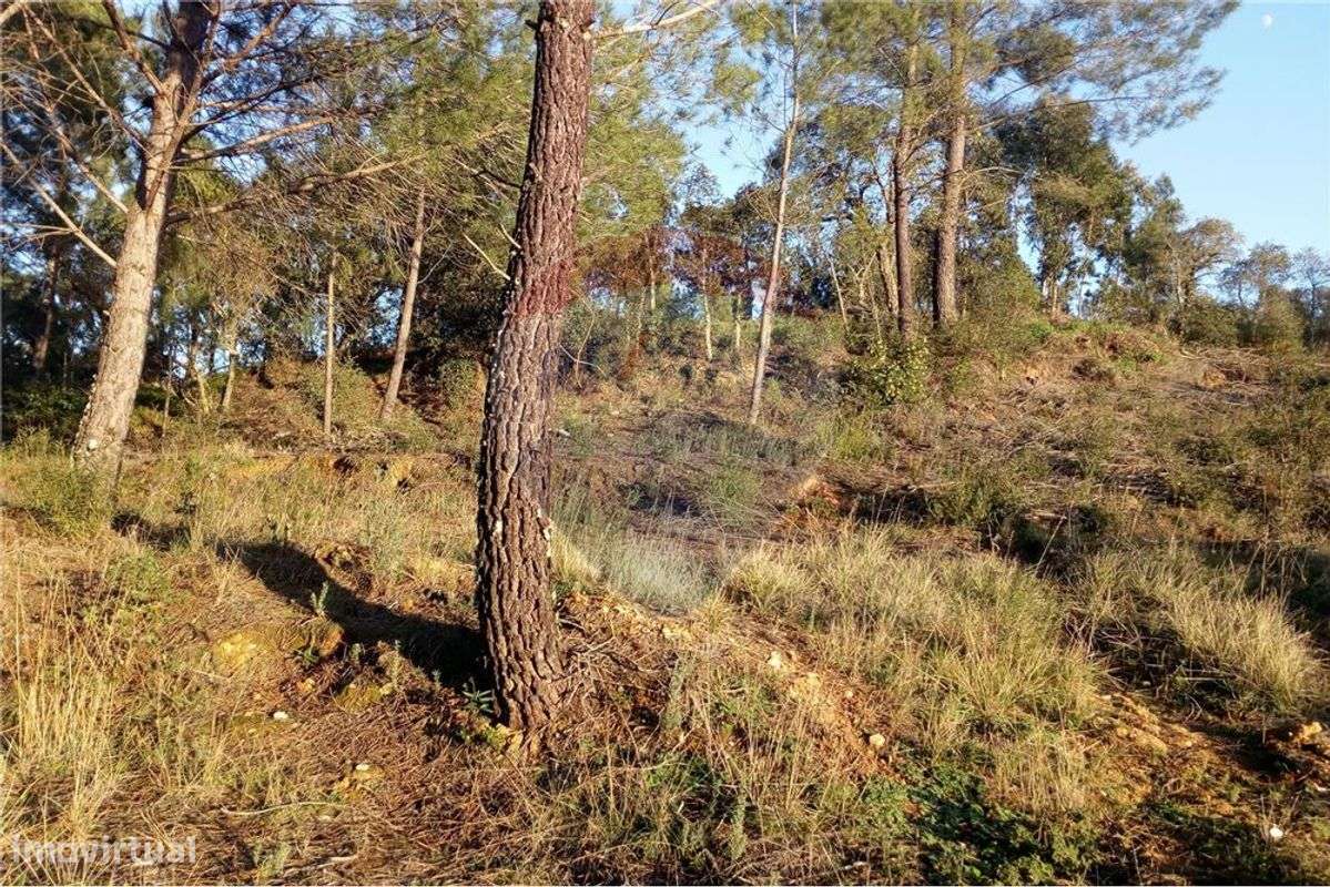 TERRENO PARA CONSTRUÇÃO - Grande imagem: 3/11